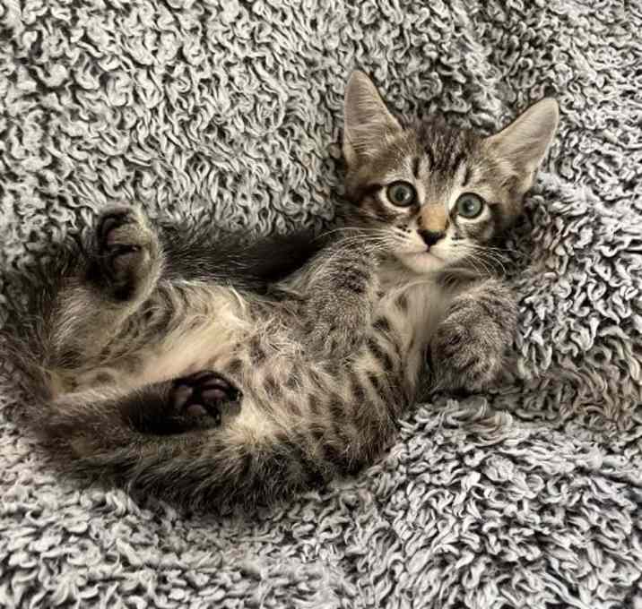 Photo of Bartholomew - Adopt With My Best Friend Playmate
