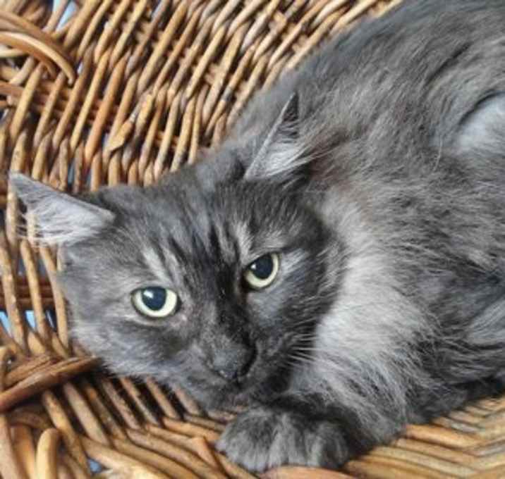 Photo of Piper