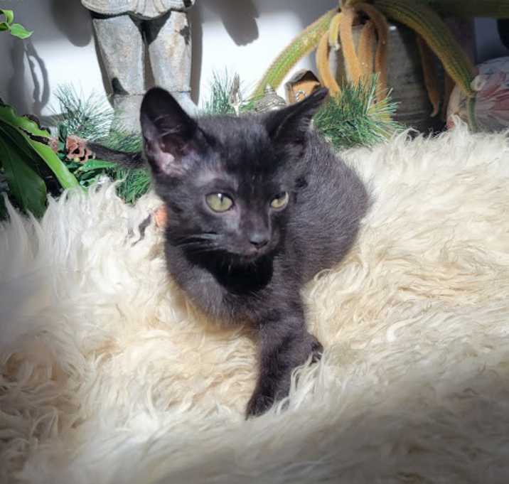 Photo of Dolly
