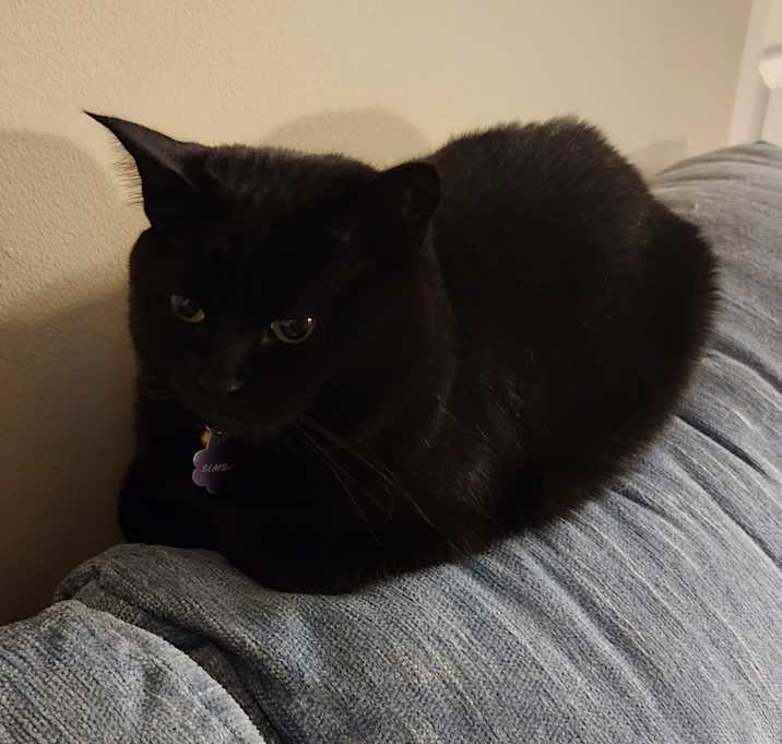 Photo of Simba