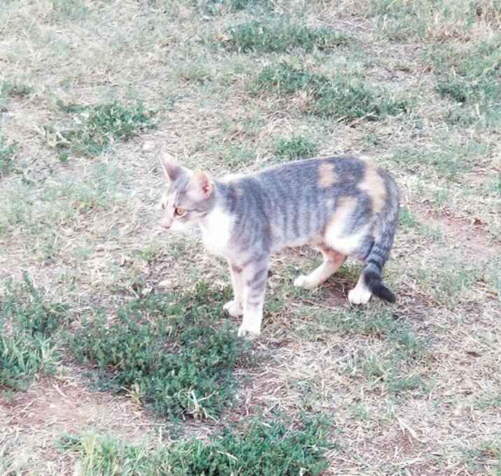 Photo of Kazz Feral barn cat