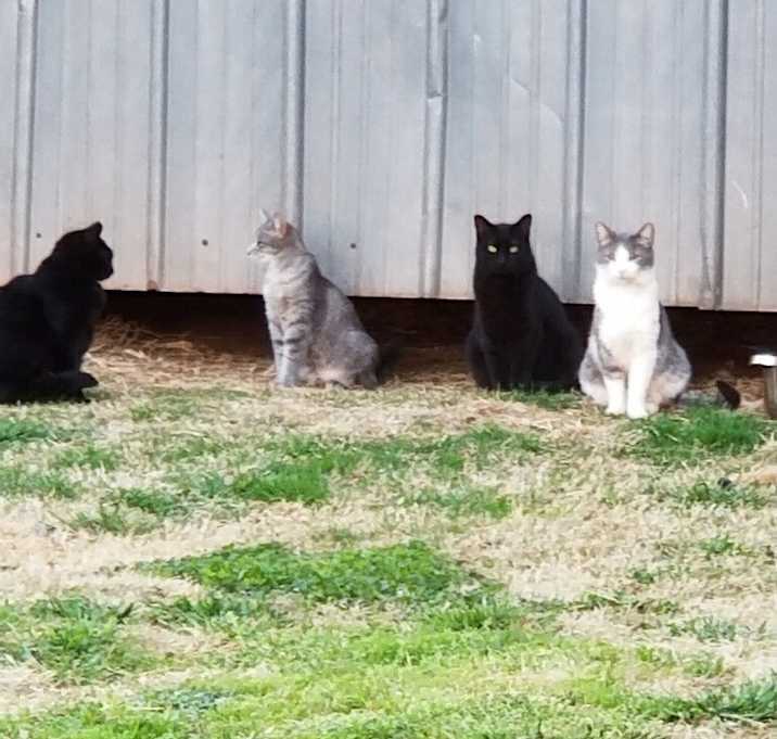 Photo of Limabean Feral