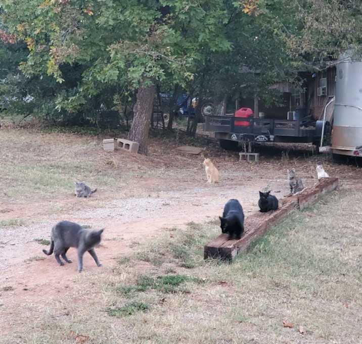 Photo of Scoot feral