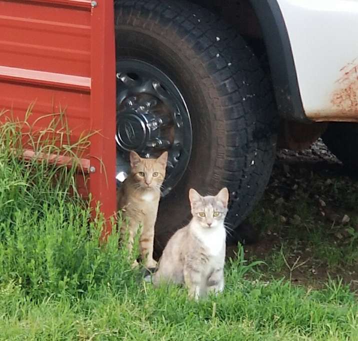 Photo of May feral