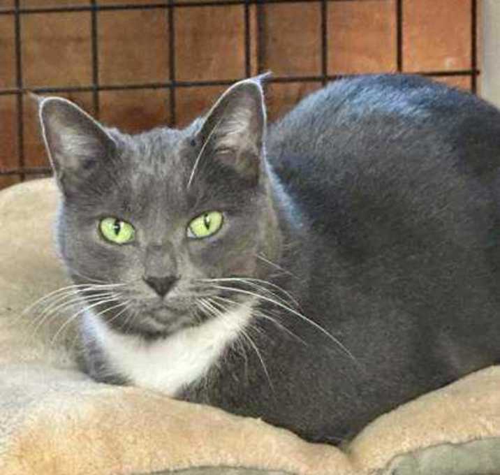 Photo of Pewter