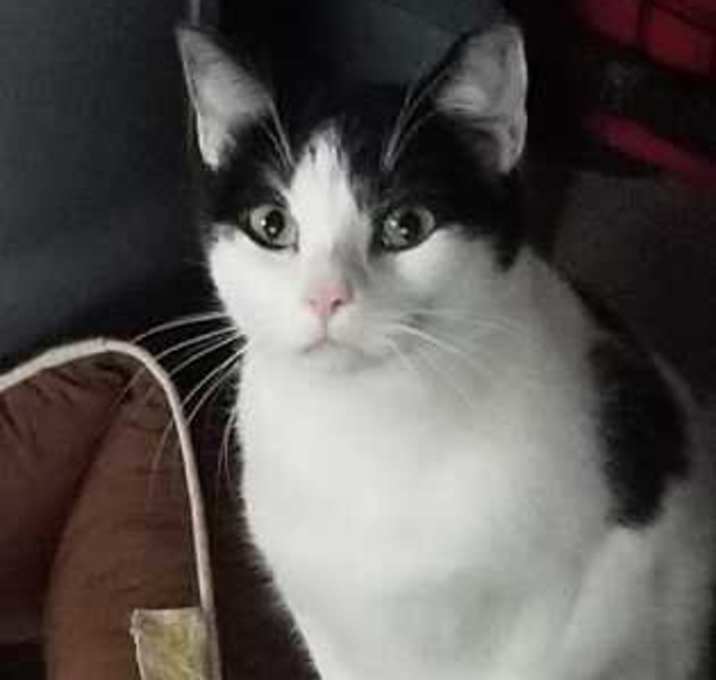 Photo of Moon Pie
