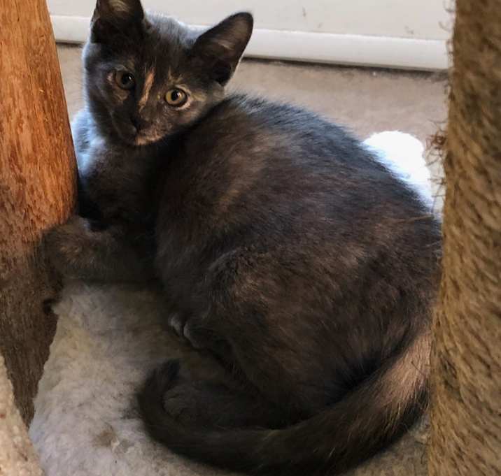 Photo of SIDNEY  II