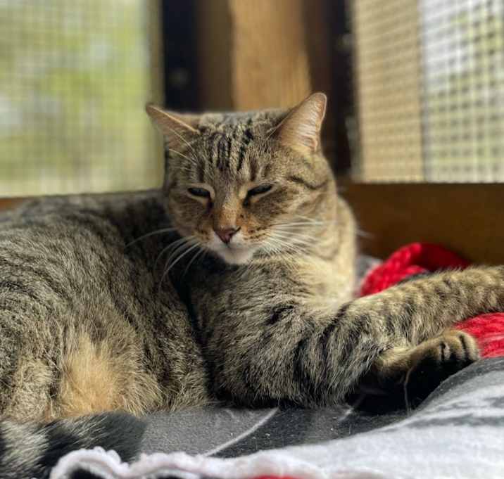Photo of Sheba