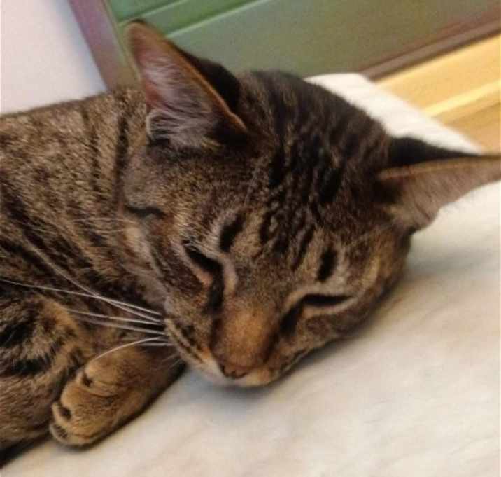 Photo of Cookie