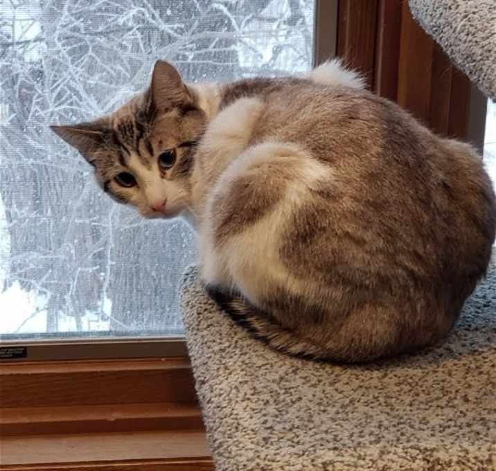 Photo of Purrscilla