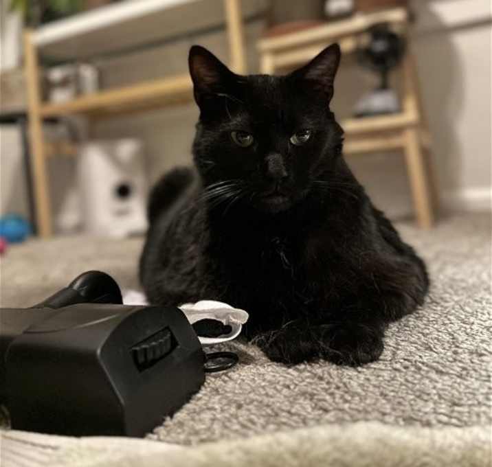 Photo of Shadow