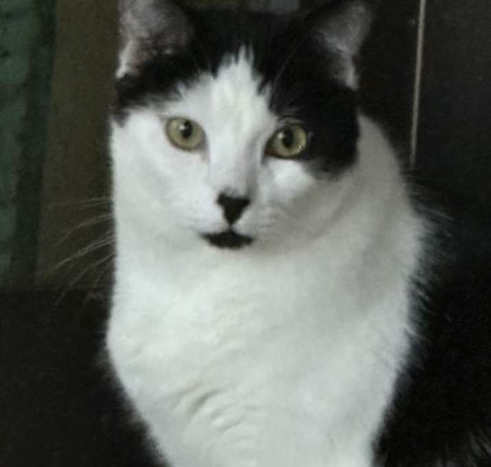 Photo of Orion