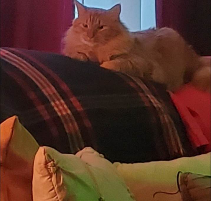 Photo of Meeko
