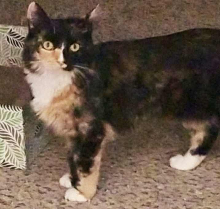 Photo of liza