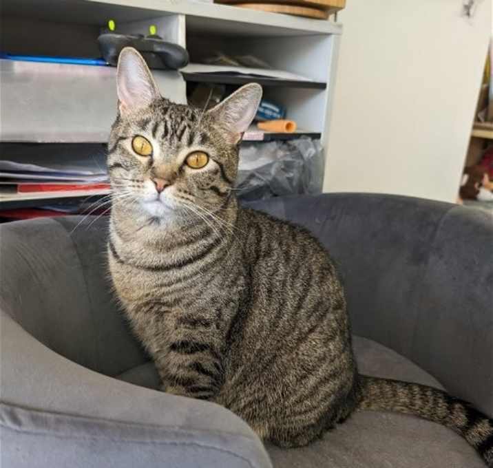 Photo of Amber