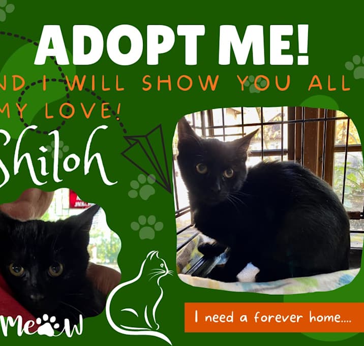 Photo of Shiloh