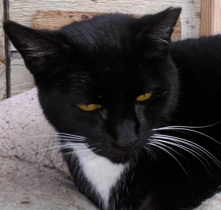 Photo of Whiskers