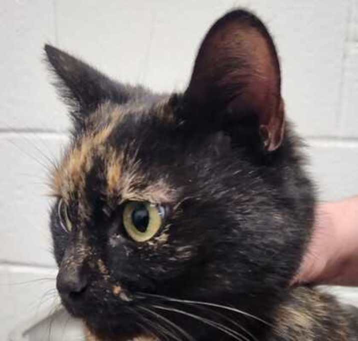 Photo of Sugar Plum