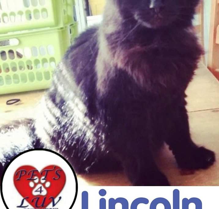 Photo of Lincoln