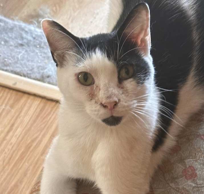 Photo of Patches
