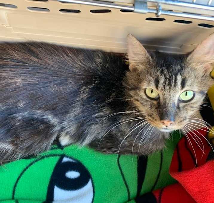 Photo of Miracle Nicky! - VIDEO