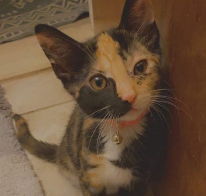 Photo of Sweetie