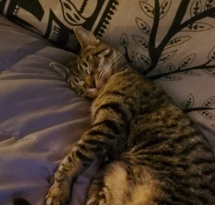 Photo of SimbaLeigh Callie