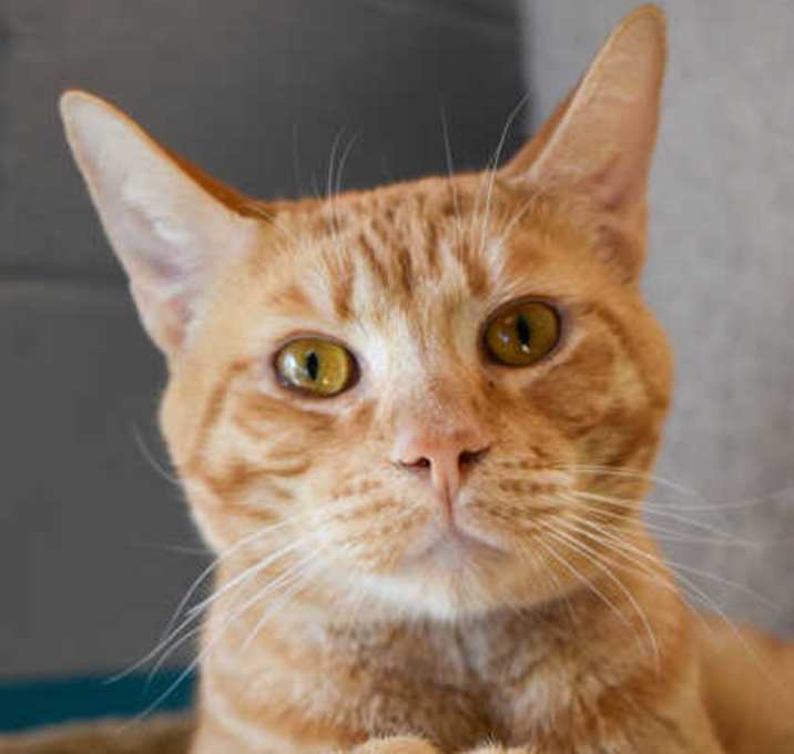 Photo of Archibald
