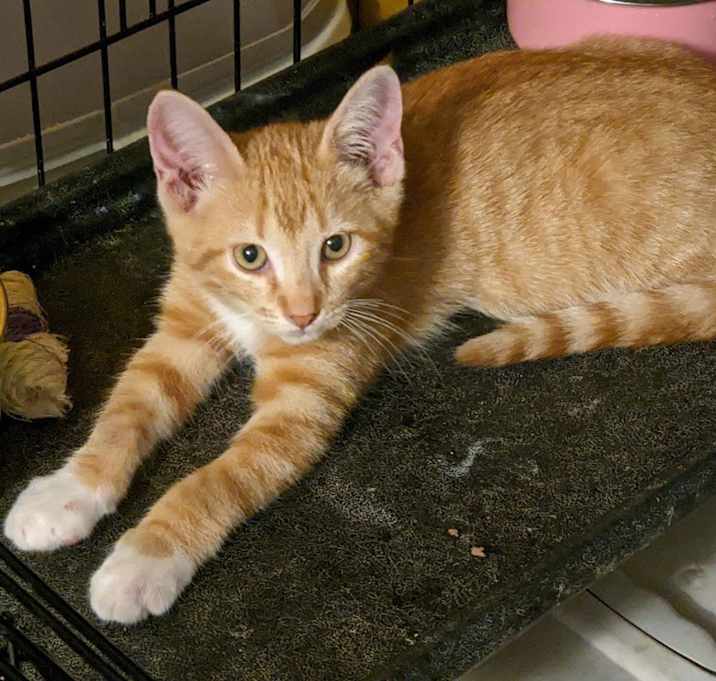 Photo of Sherbet