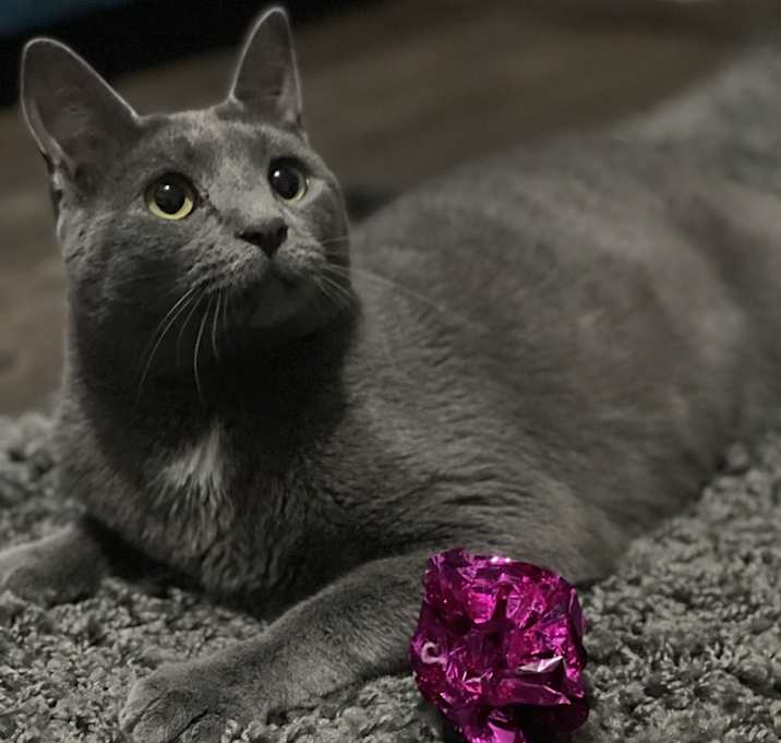 Photo of Zuul Silver