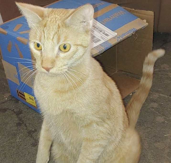 Photo of Mango
