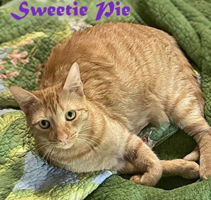 Photo of Sweetie Pie