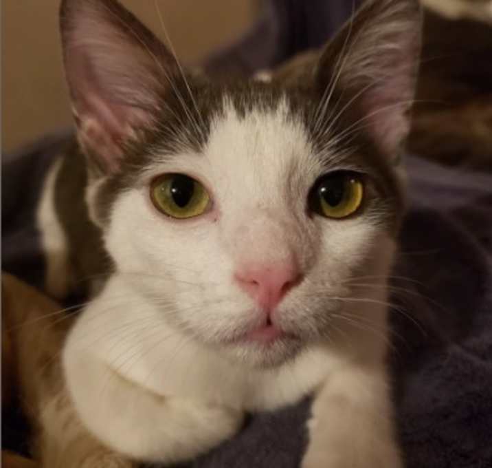 Photo of Bo