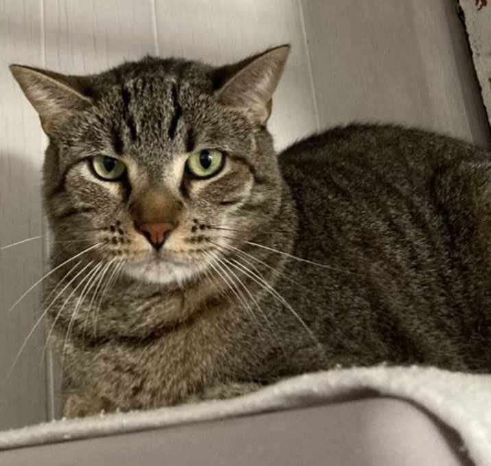 Photo of Simon (Tiger Cat)
