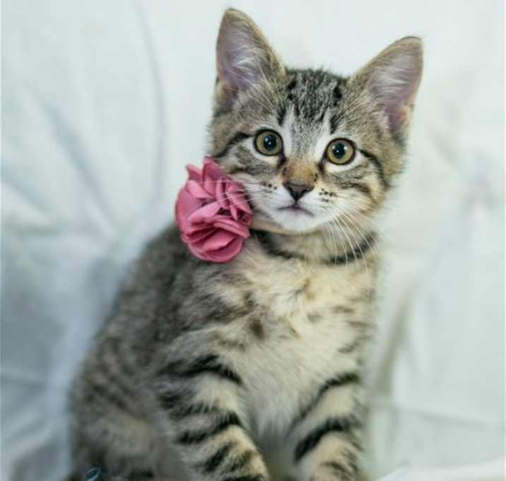 Photo of Hettie