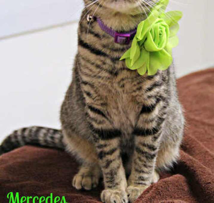 Photo of Mercedes