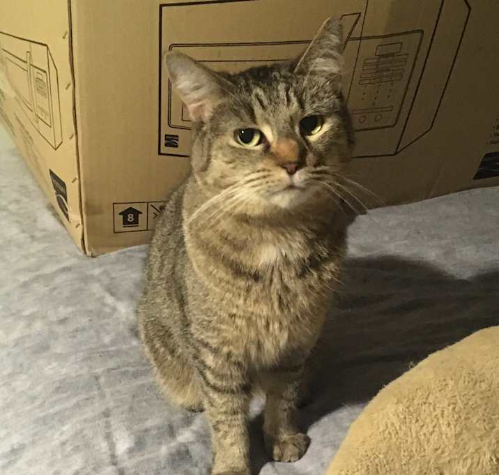 Photo of Shelley bonded with Buttercup.