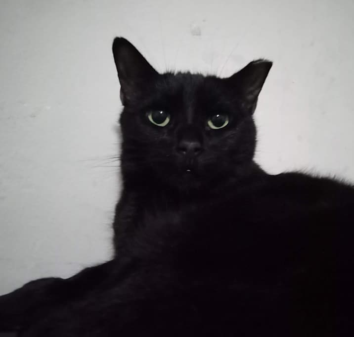 Photo of Remi
