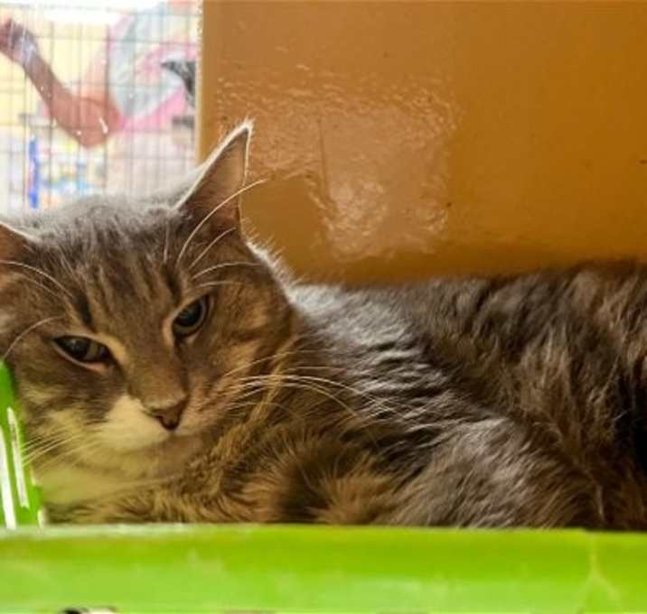 Photo of Olive