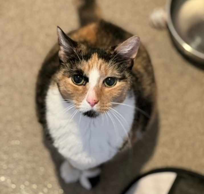 Photo of Shiloh