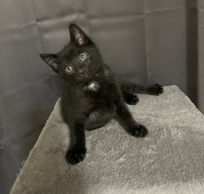 Photo of Tux