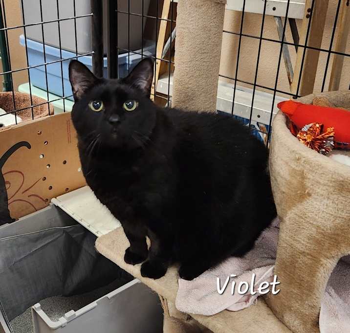 Photo of Violet