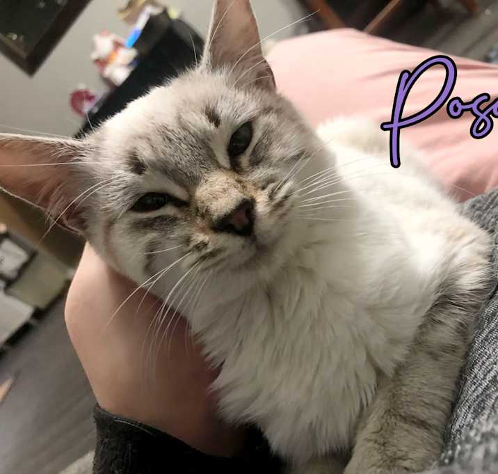 Photo of Posey