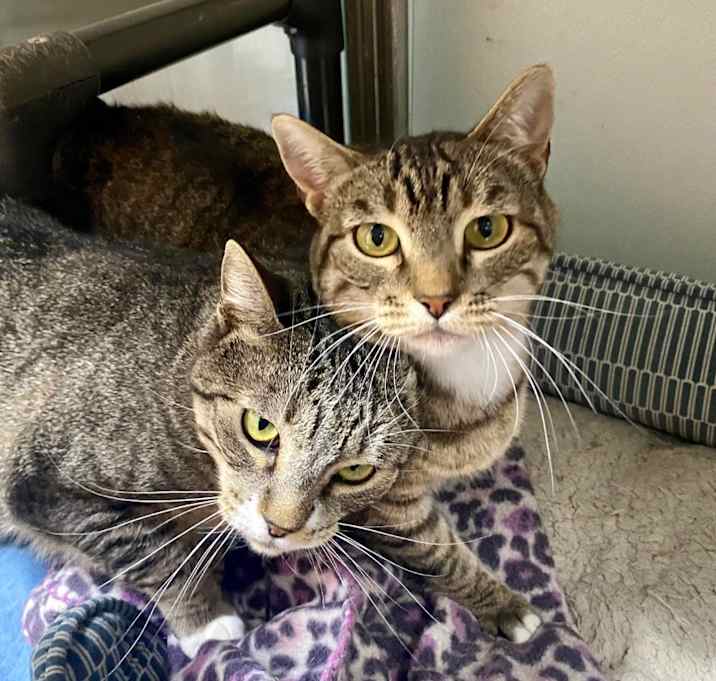 Photo of Lickerish and Cat Benatar