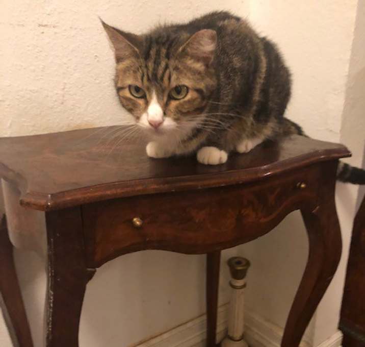 Photo of Honey