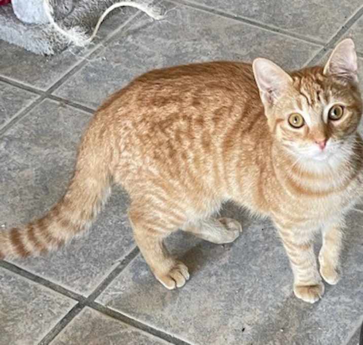Photo of CHEETO!