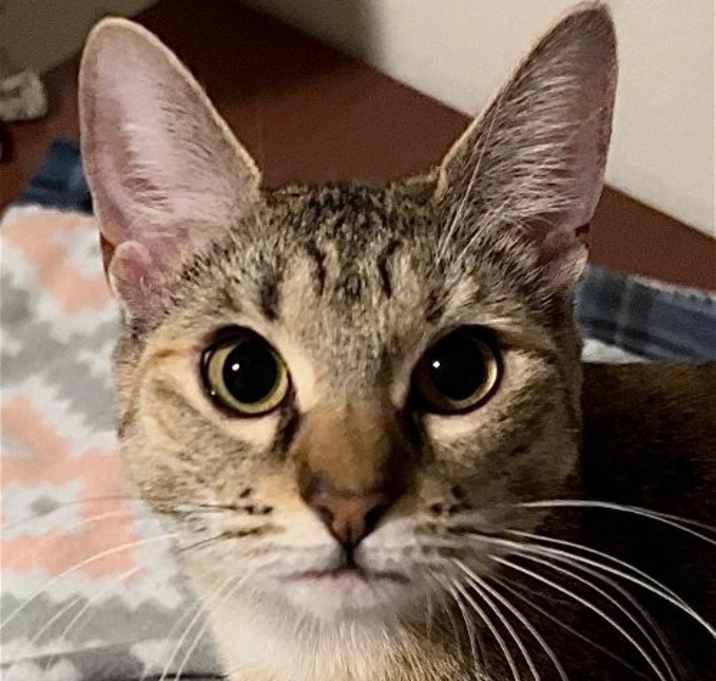 Photo of Perla