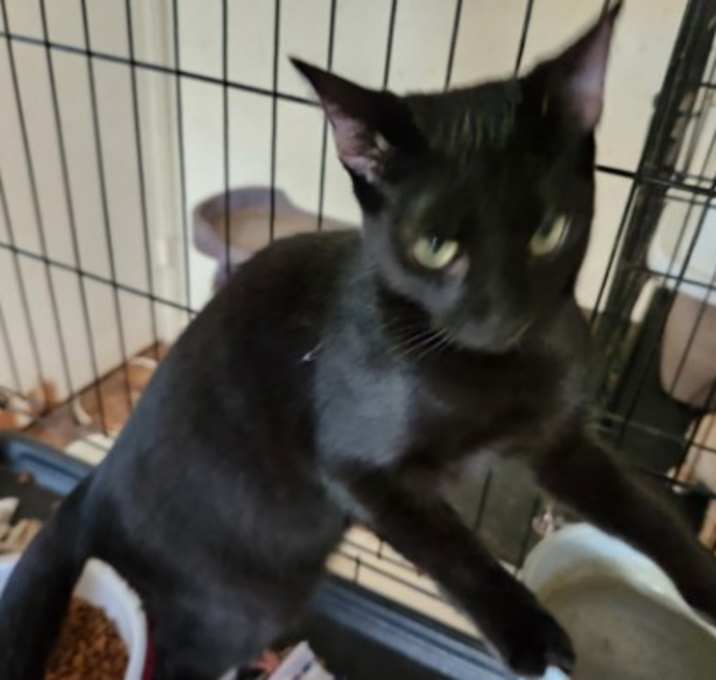Photo of Colt