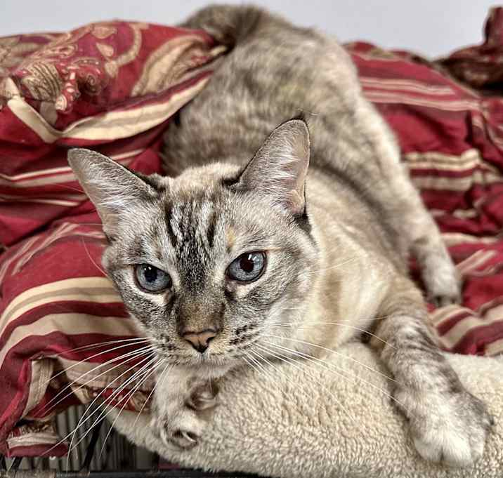 Photo of Jasmine