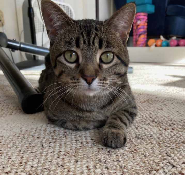 Photo of Uno is a Lap Cat